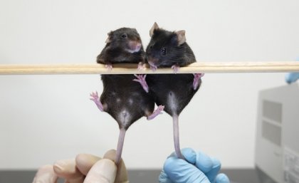 Left, XY mouse lacking Sry-T, that developed as female. Right, XX mouse carrying Sry-T transgene, that developed as male.